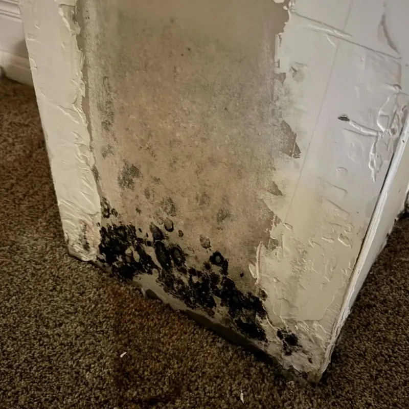 Professional Mold Removal in North Augusta, SC